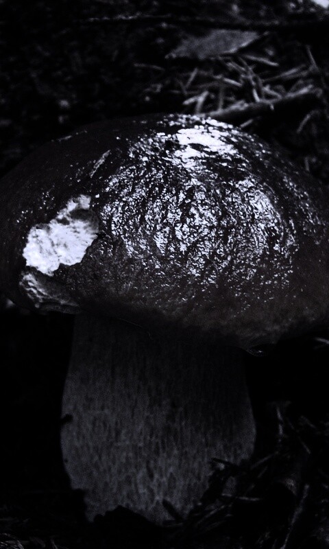 Белый гриб обои