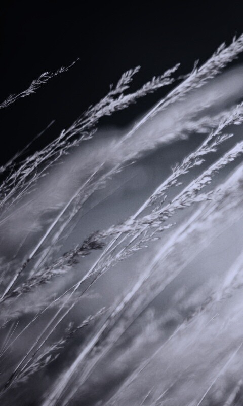 Колосья обои