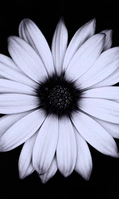 Макро фотография цветка обои