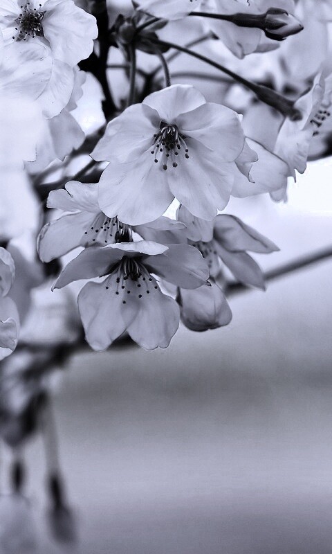 Цветение вишни обои