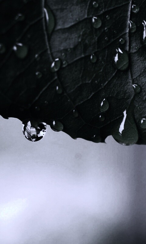 Роса на листе в макро обои