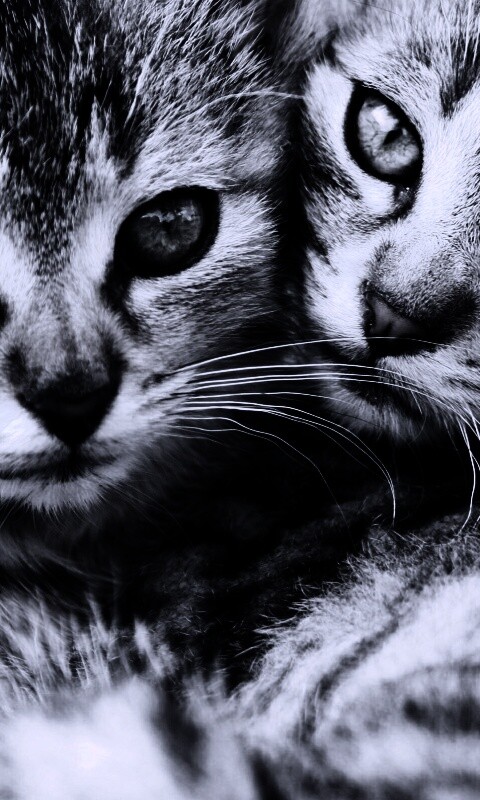 Котята в обнимку обои