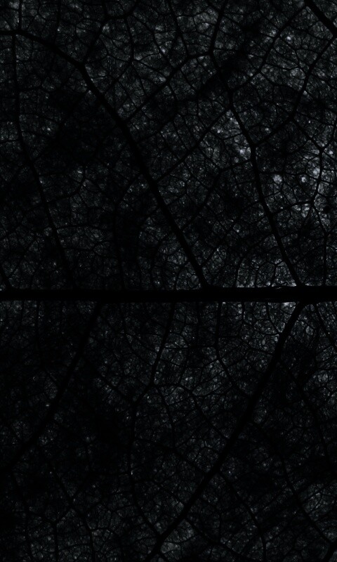 Свечение зеленого листа в макро обои