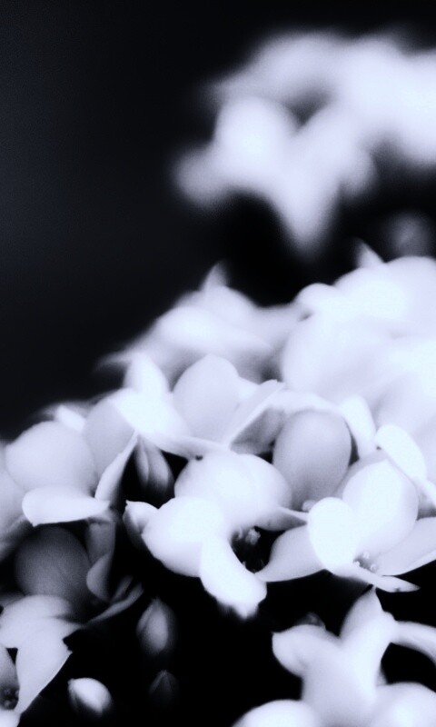 Белоснежные цветочки обои