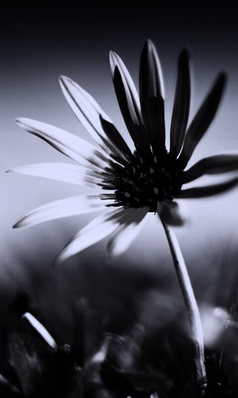 Летний цветок на солнце обои