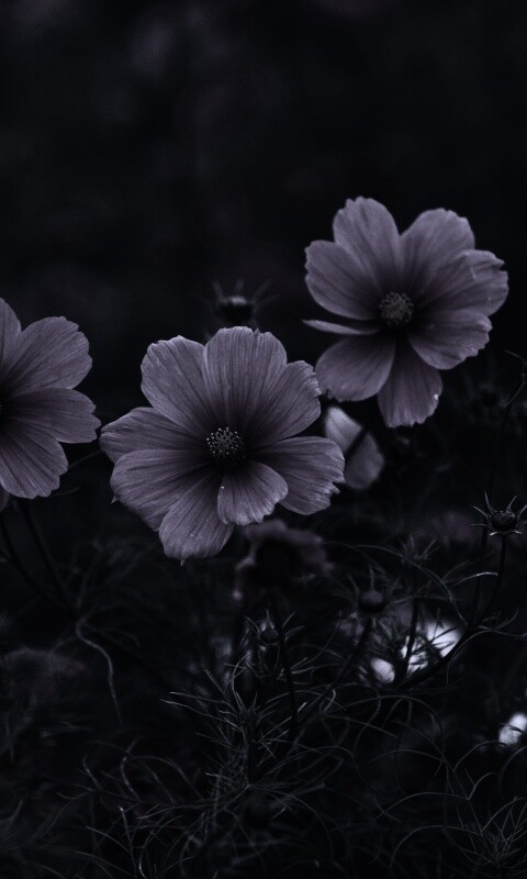 Яркие розовые цветы обои