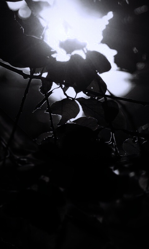 Солнце пробивается сквозь листву обои