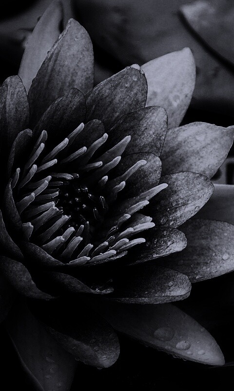 Кувшинка обои