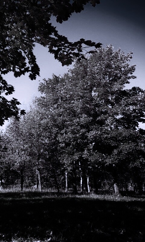 Осень в лесу обои