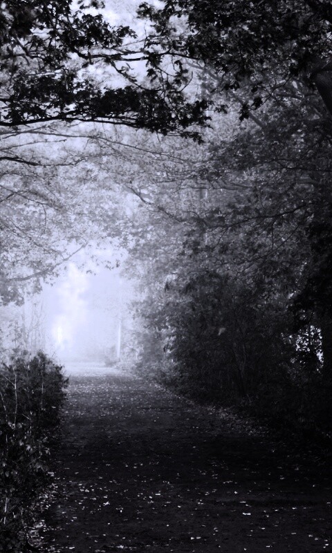 Парковая дорожка обои