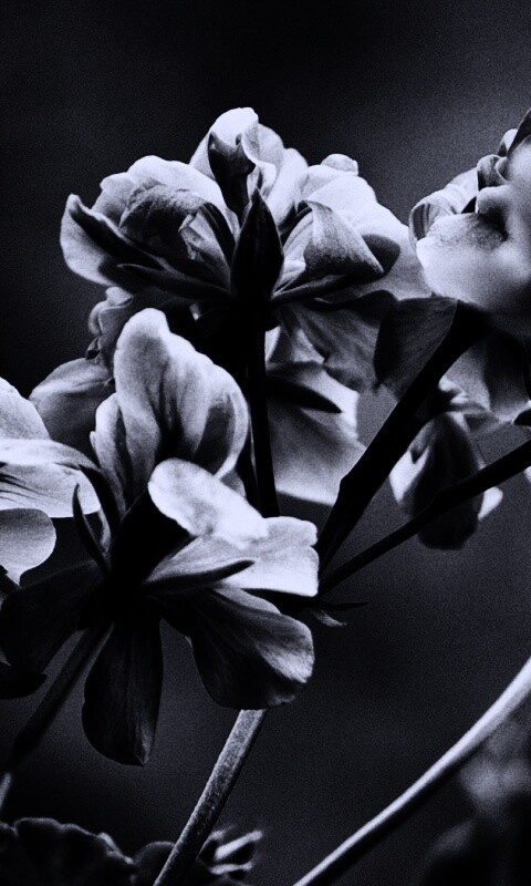 Чёрно-белое фото цветов обои