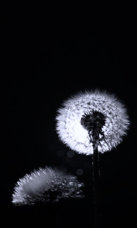 Два одуванчика обои