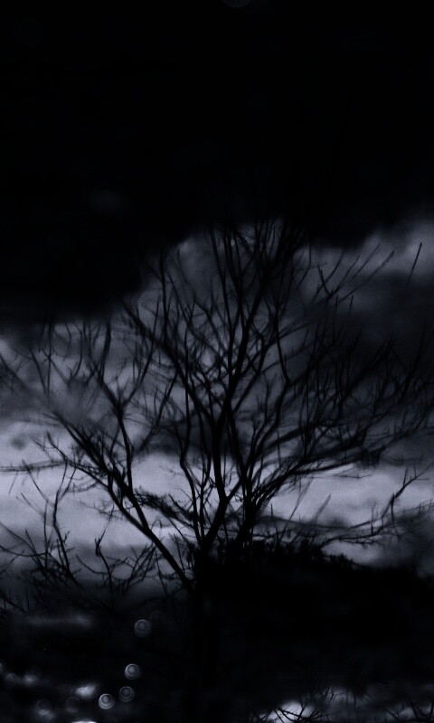 Голые деревья обои