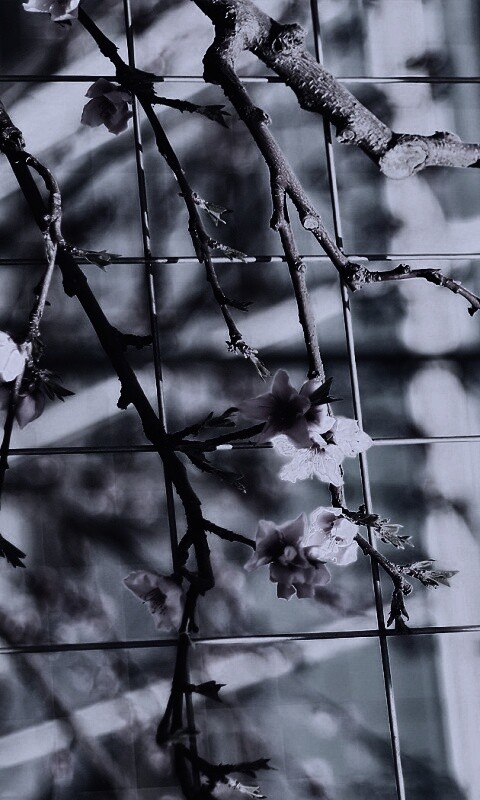 Ветка за сеткой обои