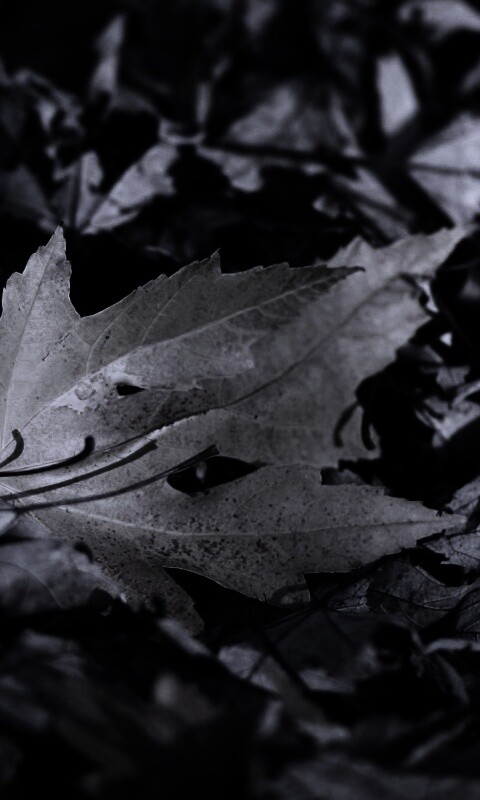 Мёртвая листва обои