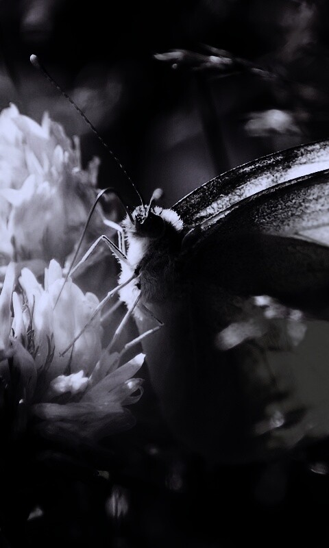 Бабочка на цветке обои