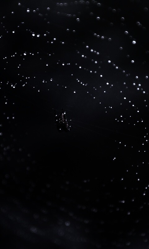 Паук на паутине обои