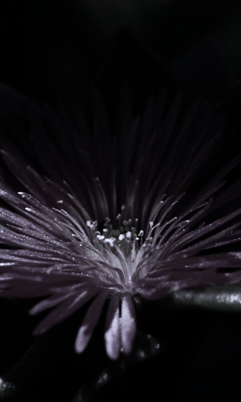 Чудесный цветок обои