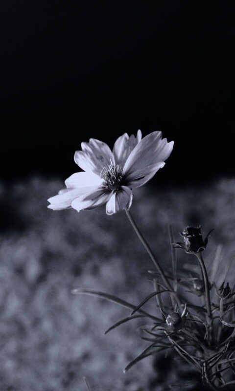 Полевой цветок обои