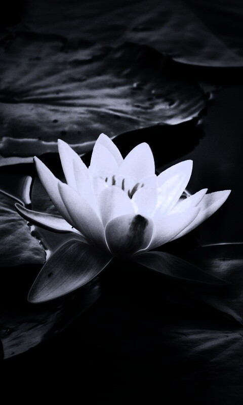 Кувшинка обои