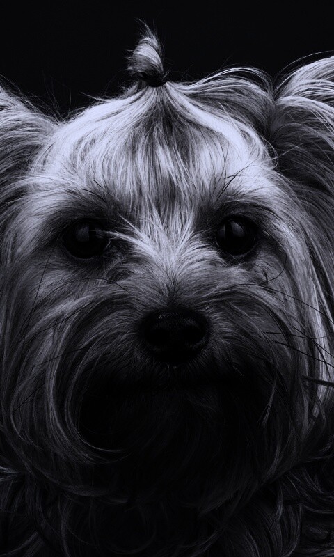 Йоркширский терьер обои