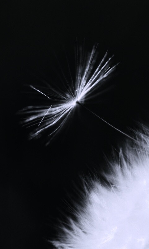 Пушинка одуванчика обои