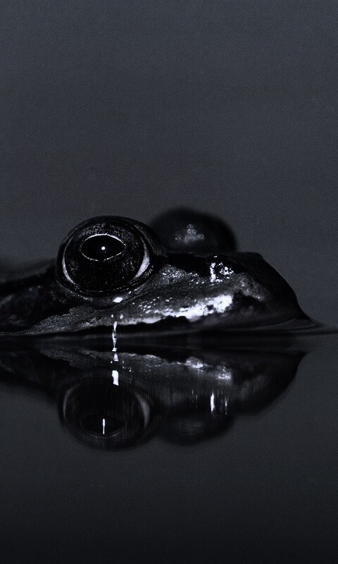 Лягушка обои