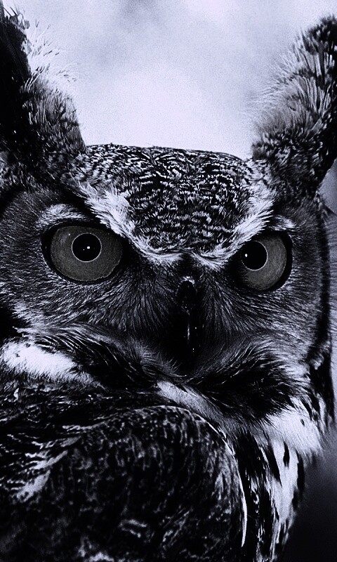 Орлиная сова обои