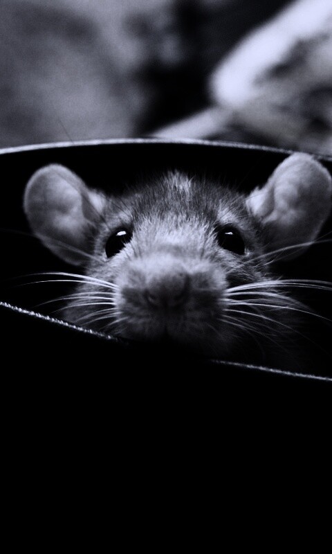 Мышонок выглядывает из ботинка обои