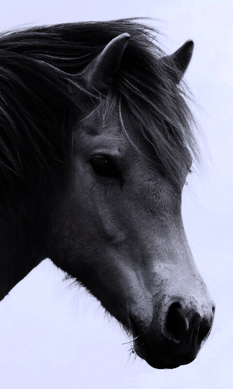 Гривастый конь обои