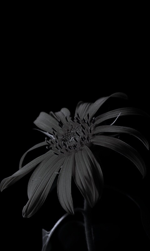 Жёлтый цветок на чёрном фоне обои