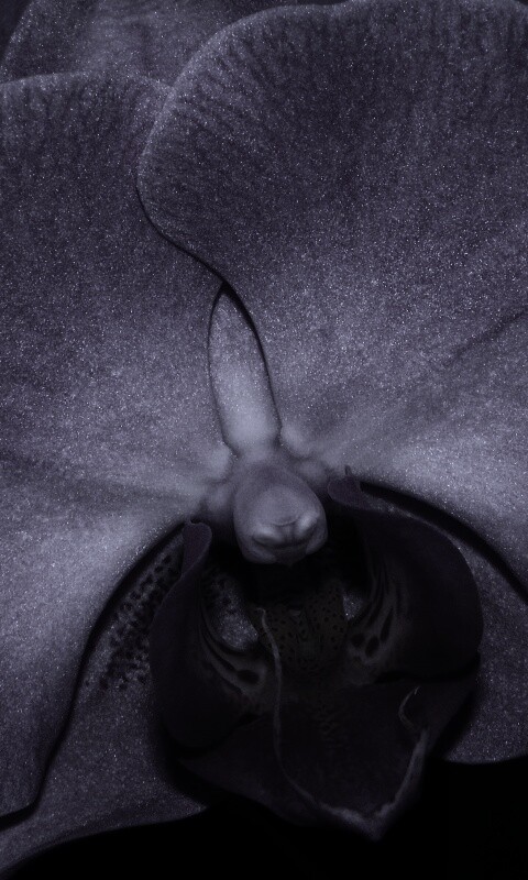 Фиолетовая орхидея обои