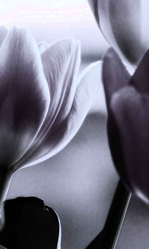 Тюльпаны обои