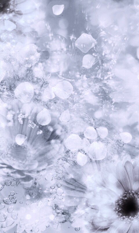 Цветочная эйфория обои