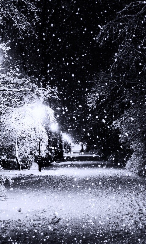 Зимняя аллея обои