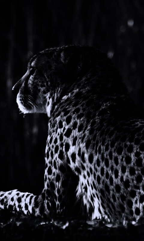 Гепард обои