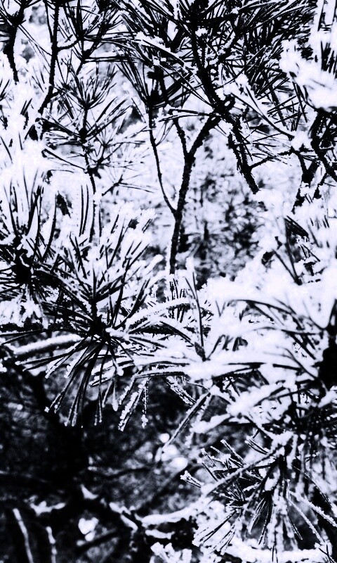 Фото сосны обои