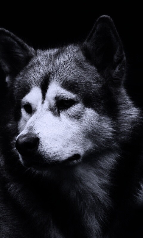 Собака с грустным взглядом обои