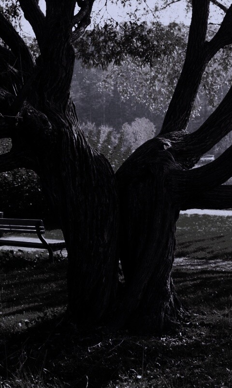 Старые сросшиеся деревья обои