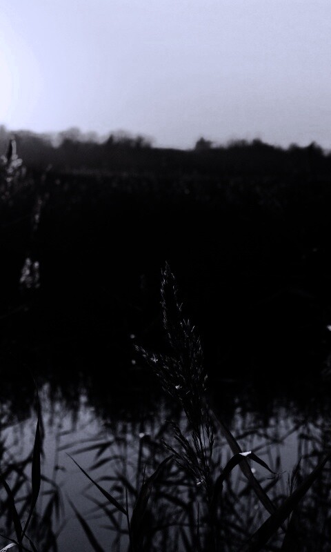 Заросшее озеро обои