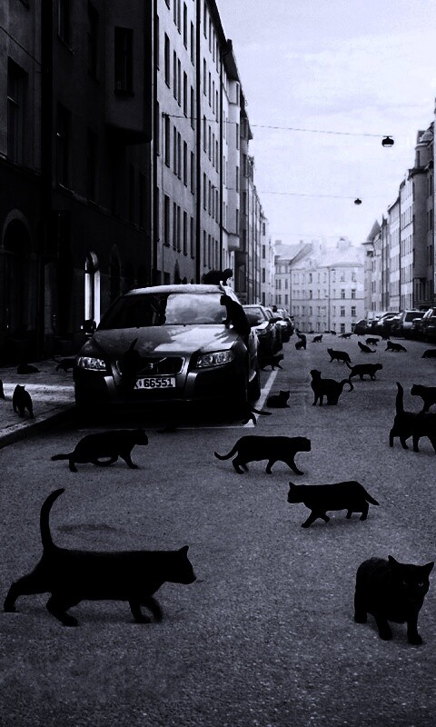 Город кошек обои