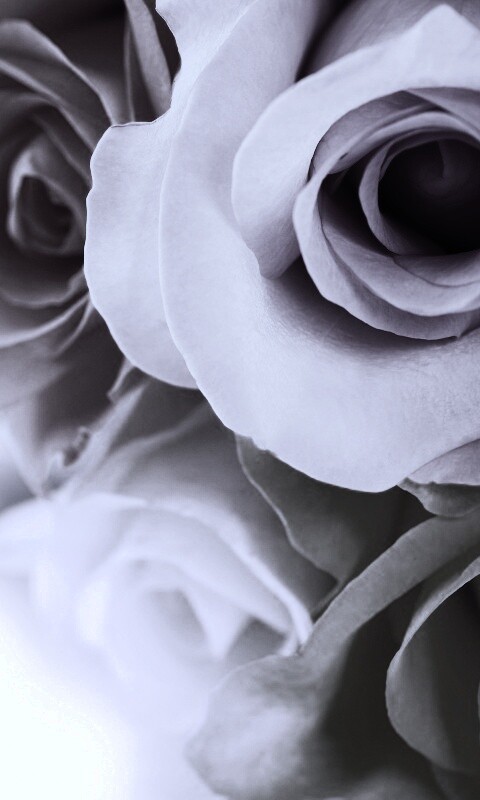 Букет разноцветных роз обои