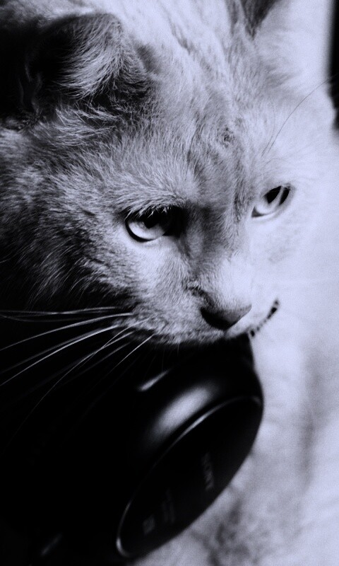 Кот-меломан обои