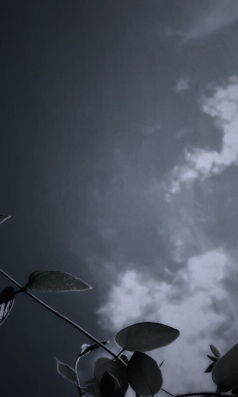 Веточки на фоне неба обои