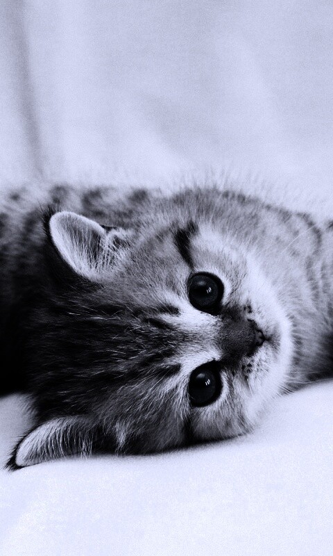 Рыжиый котенок с синим глазами обои