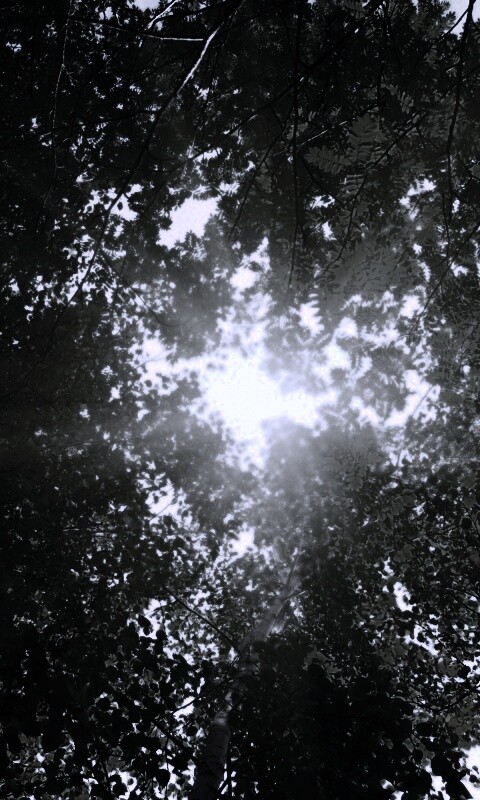 Яркий зеленоватый свет пробивающийся сквозь листву обои