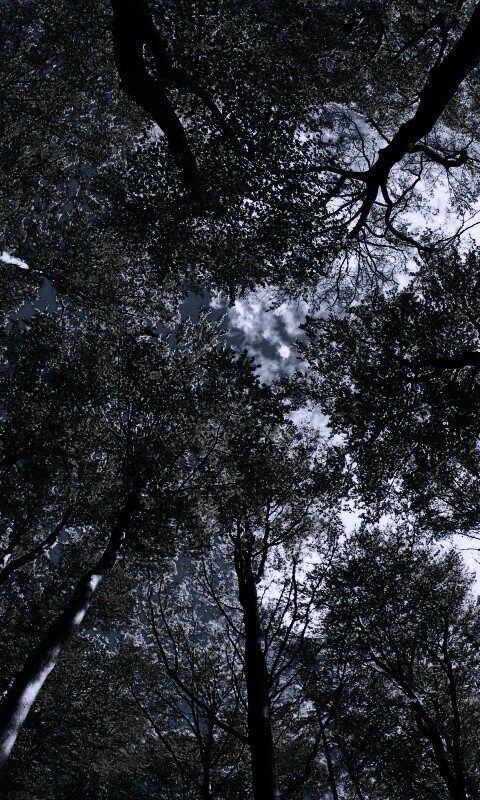 Кроны деревьев обои