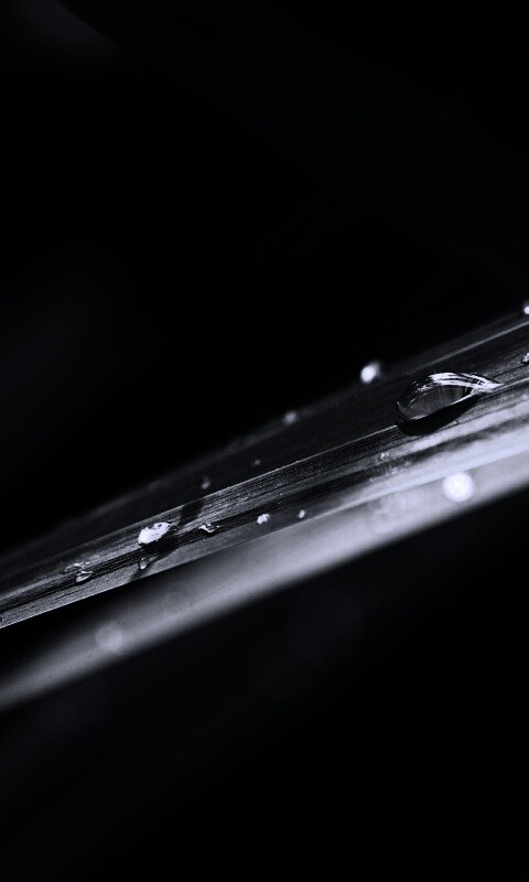 Капли росы на листе обои