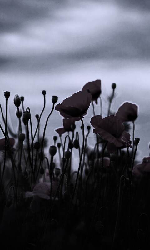 Цветущие маки обои