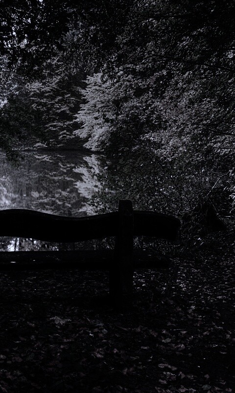 Скамейка в лесу обои